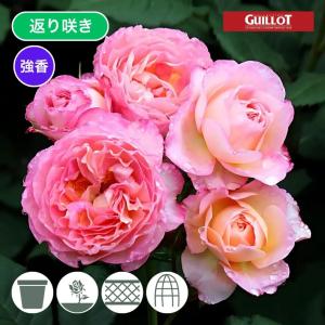 ポルト・ブルー（バラ苗：ロサ・オリエンティス） 大苗予約 7号鉢植え