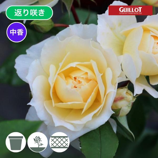 バラ苗 予約大苗 2026 マルク アントン シャルポンティエ Marc Antoine Charp...