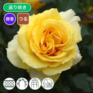 バラ苗 予約新苗 2026 つる ゴールド バニー Gold Bunny Climbing つるバラ 国産ノイバラ台木使用 つるゴールドバニー