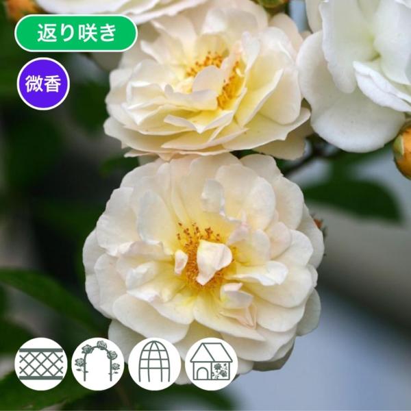 バラ苗 予約新苗 2026 ギスレーヌ ドゥ フェリゴンド Ghislainee de Feligo...