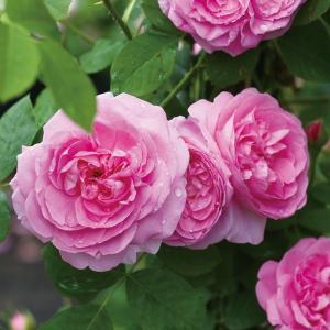 バラ苗 鉢植え6寸 2024 ガートルード ジェキル Gertrude Jekyll 国産ノイバラ台木使用 ガートルードジェキル｜komatsugarden-store