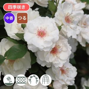 バラ苗 新苗 2026 ジャクリーヌ デュ プレ 四季咲き 国産ノイバラ台木