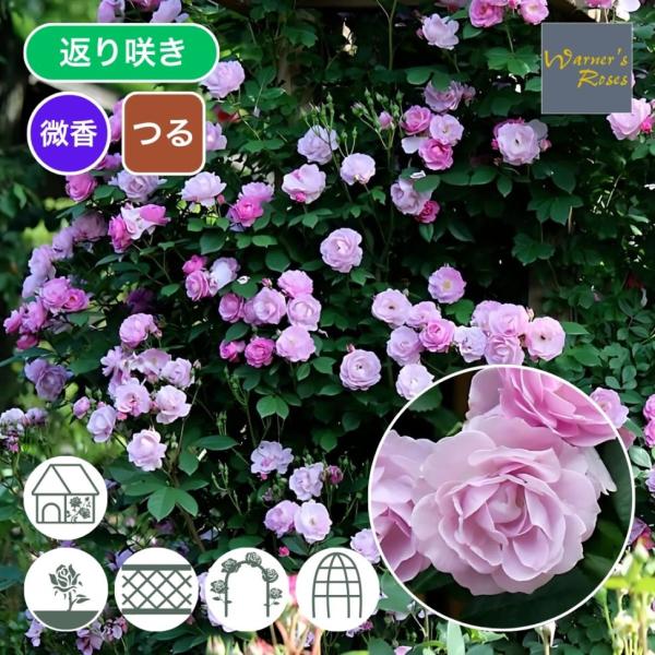 バラ苗 予約大苗 2026 ライラック デイズ Lilac Days 国産ノイバラ台木使用 ライラッ...