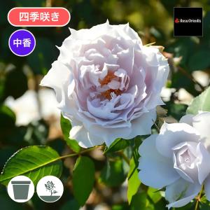 バラ苗 予約大苗 2026 プチ ポワン Petit Point 四季咲き 国産ノイバラ