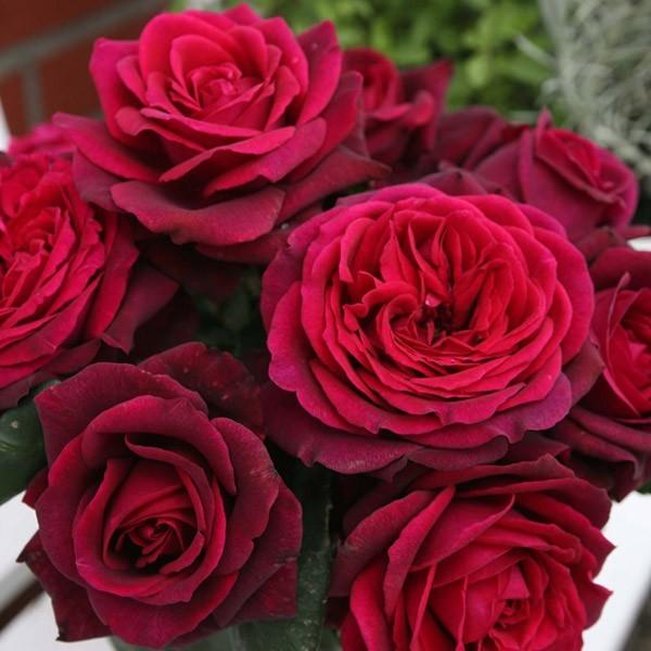 バラ苗 予約新苗 2026 グレーフィン ディアナ 四季咲き 国産ノイバラ台木使用 グレーフィンディ...