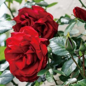 つるバラ 四季咲き 赤 花の苗 の商品一覧 苗 花 ガーデニング 通販 Yahoo ショッピング