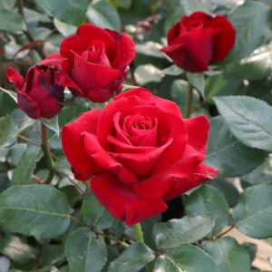 バラ スタンダードローズの商品一覧 通販 Yahoo ショッピング