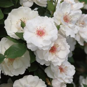 バラ 四季咲き 半つる性の商品一覧 通販 Yahoo ショッピング