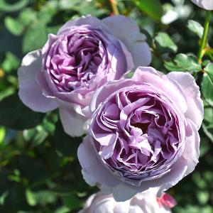 バラ苗 新苗 2023 リラ Lilas 四季咲き 国産ノイバラ台木使用