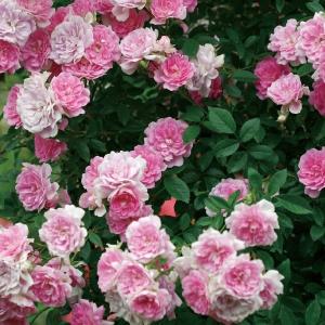 小輪つるバラの商品一覧 通販 Yahoo ショッピング