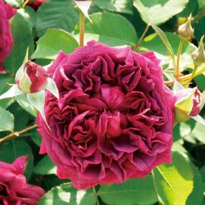 バラ苗 鉢植え6寸 2023 ムンステッド ウッド Munstead Wood 四季咲き 国産ノイバラ台木使用 ムンステッドウッド