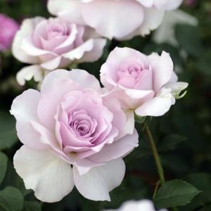 バラ苗 新苗 2023 ニュー ウェーブ New Wave 四季咲き 国産ノイバラ台木使用 ニューウェーブ