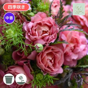 バラ苗 予約大苗 2027 グロッグ Glogg 国産ノイバラ台木使用