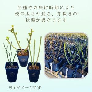 バラ苗 予約大苗 2027 ポルト ブルー P...の詳細画像4
