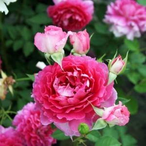 バラ シェエラザードの商品一覧 通販 Yahoo ショッピング