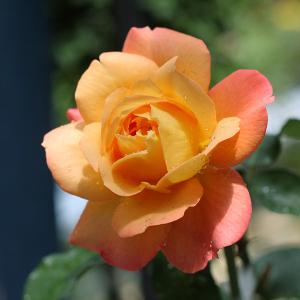 バラの苗アプリコット色 四季 花の苗 の商品一覧 苗 花 ガーデニング 通販 Yahoo ショッピング