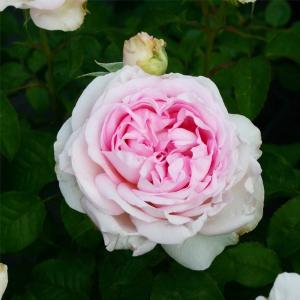 濃いピンクのバラ苗の商品一覧 通販 Yahoo ショッピング