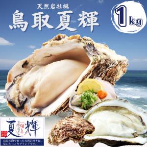 天然岩牡蠣 (活生)夏輝牡蠣 1kgセット(3-5個) ブランド 牡蠣 夏輝牡蠣 鳥取産 カキ 刺身用 送料無料(岩ガキ/岩がき)