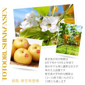 梨 新甘泉梨 しんかんせん 鳥取産 5kg (...の詳細画像1