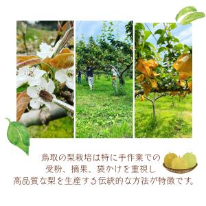 梨 新甘泉梨 しんかんせん 鳥取産 5kg (...の詳細画像5
