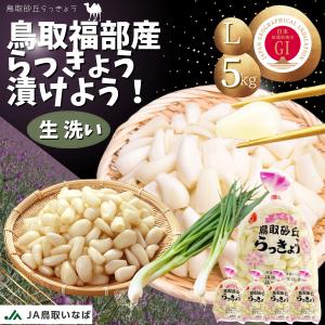 らっきょう 「生 洗い らっきょう Lサイズ」5kg（1kg×5袋） JAいなば JAふくべ  レシピ付き 鳥取大砂丘福部町産 ラッキョウ 5kg   洗い 生｜小松屋