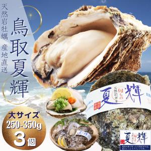 天然岩牡蠣 (活)夏輝牡蠣 250g-350ｇ前後(大サイズ) 3...