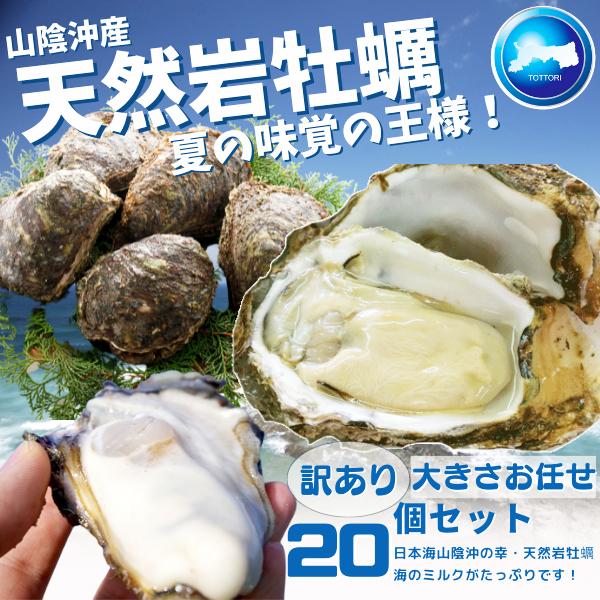 天然岩牡蠣(活) 20個セット 大きさお任せ 鳥取産 岩牡蠣  刺身用（岩ガキ/岩がき)