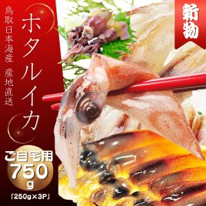 ホタルイカ 生 ほたるいか 2026 新物 A級 1kg (250g×4パック) 生ほたる