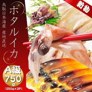 ホタルイカ 生 ほたるいか 2026 新物 A級 4kg (250g×16パック