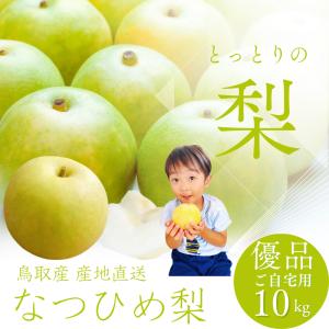 梨 二十世紀梨（ご贈答用）3kg詰 20世紀梨 なし ナシ（8-16玉前後入