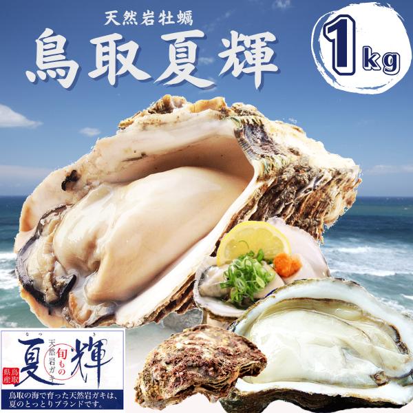 天然岩牡蠣 (活)夏輝牡蠣 1kgセット(3-5個) ブランド 夏輝牡蠣 鳥取産 カキ 刺身用 送料...