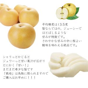 梨 新甘泉梨 しんかんせん 鳥取産 3kg ご...の詳細画像3