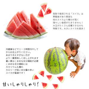 スイカ 西瓜 すいか 鳥取 鳥取県北栄町産(旧...の詳細画像2