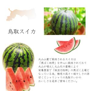 スイカ 西瓜 すいか 鳥取 鳥取県北栄町産(旧...の詳細画像2