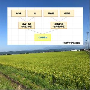 令和7年産 会津 こがねもち 白米 5kg×5...の詳細画像5