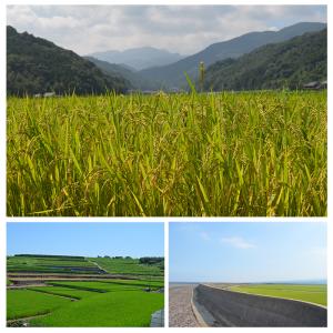 【令和7年産】【1等米限定】【佐賀から直送】さ...の詳細画像3