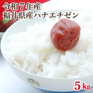 ハナエチゼン 令和7年産 福井県産ハナエチゼン 5kg 白米 安い