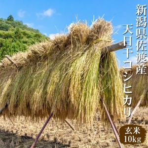 米 新潟県産 コシヒカリ 佐渡産 令和7年 玄...の詳細画像3