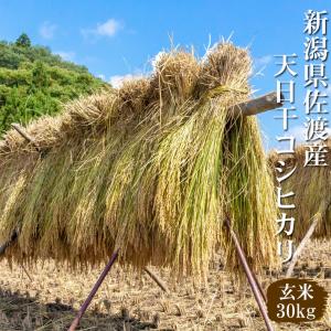 米 新潟県産 コシヒカリ 佐渡産 令和7年 玄...の詳細画像3