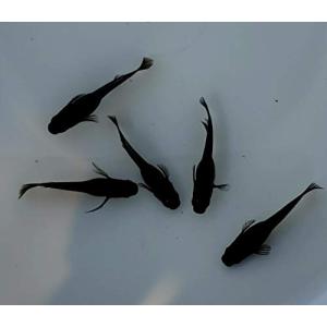 メダカオロチ 熱帯魚生体 の商品一覧 観賞魚生体 熱帯魚 アクアリウム用品 ペット用品 生き物 通販 Yahoo ショッピング