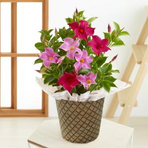 マンデビラ　２色植え　５号鉢　