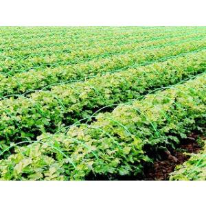 ダンポールＫ　　＃５．５×２．１ｍ　　１００本組