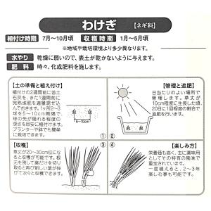 わけぎ 種球 1Kg 秋植え球根 分葱 家庭菜...の詳細画像2