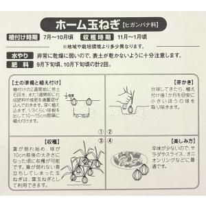 たまねぎ 種球 ホーム玉ねぎ 1Kg セット球...の詳細画像2