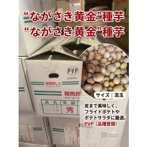 ながさき黄金 種芋 1kg 混玉 じゃがいも 秋植え用 栽培用 家庭菜園 病気に強い 黄色肉質 ジャガイモ PVP 秋ジャガ インカのめざめ 改良種