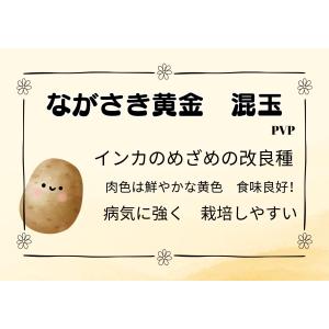 ながさき黄金 種芋 混玉 1kg じゃがいも ...の詳細画像2