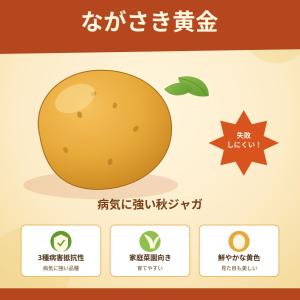 ながさき黄金 種芋 混玉 1kg じゃがいも ...の詳細画像3