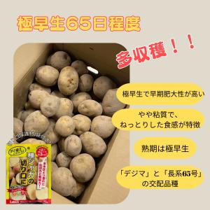 1Kg ニシユタカ ジャガイモ 切り口保護材1袋...の商品画像