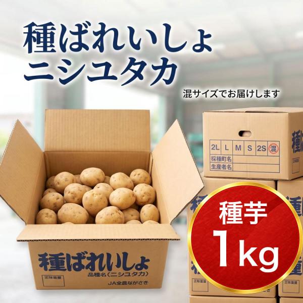 ニシユタカ 混玉 1kg 種芋 秋植え じゃがいも 種じゃがいも 栽培用 家庭菜園用 ジャガイモ  ...