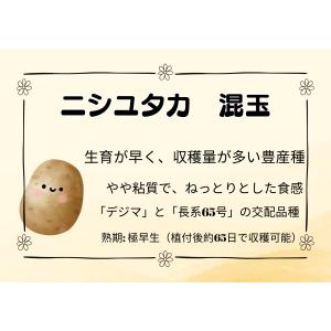 1Kg ニシユタカ ジャガイモ 切り口保護材1...の詳細画像1